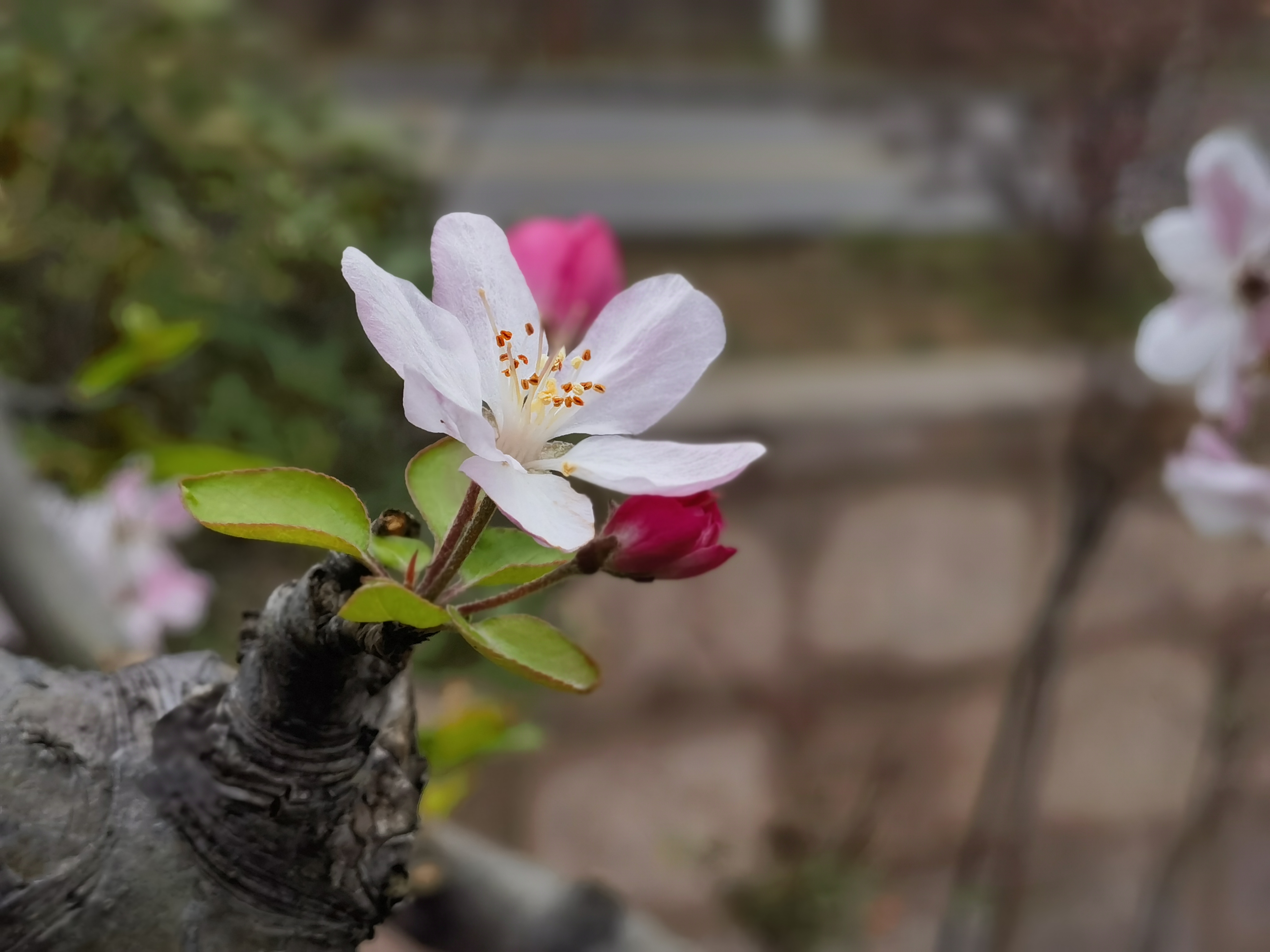 海棠花开